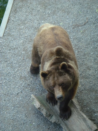 08 The Bear