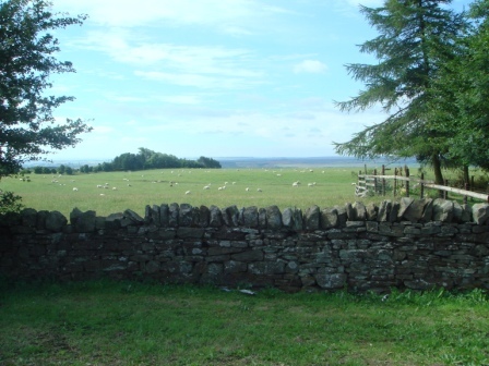 05 Dry stone wall and sheep