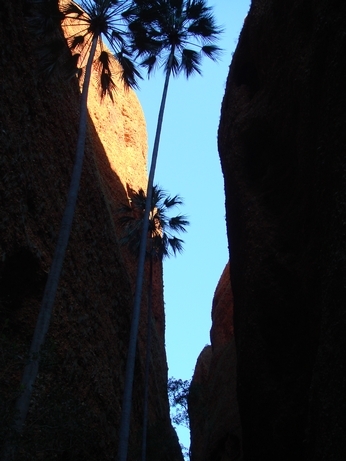 15 The palms grow tall in Echidna Gorge