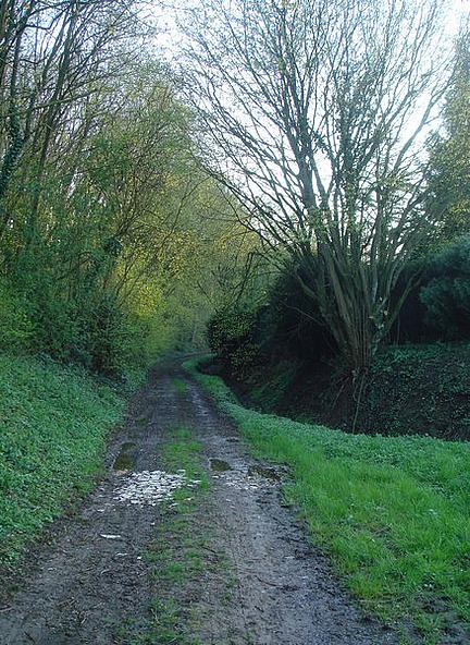 Typical French woods