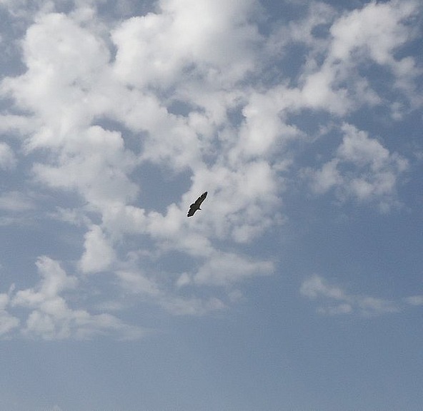 Eagle soars