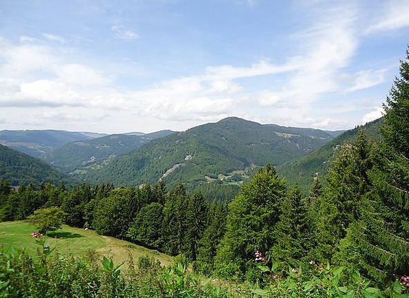 Black forest as far as the eye can see