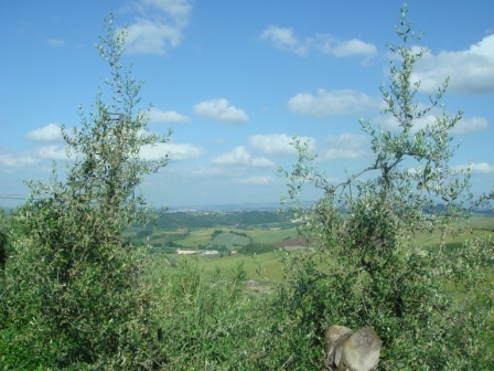 20 More Tuscan hills