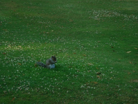 15 A squirrel