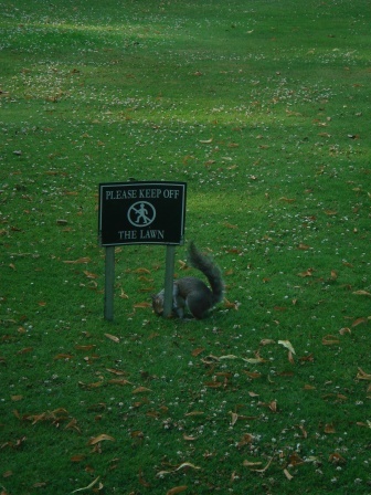 16 A squirrel that can't read