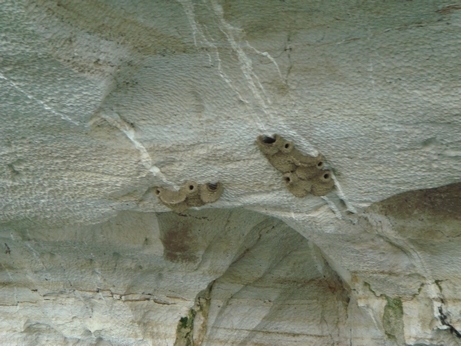 06 Bird's nests in the caves