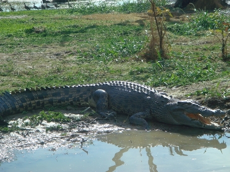05 And another croc