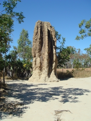 06 Termite mound