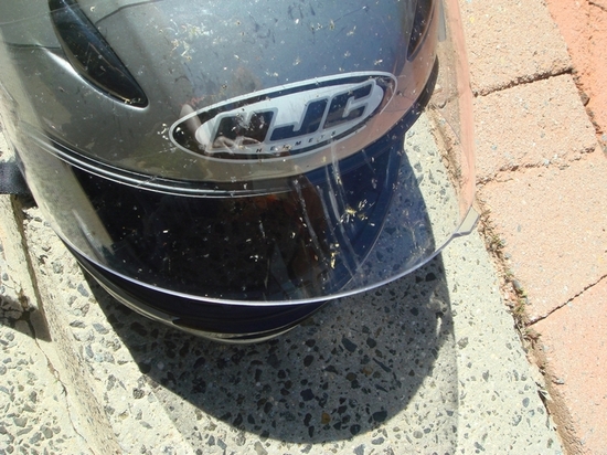 01 Bugs committing suicide on my visor