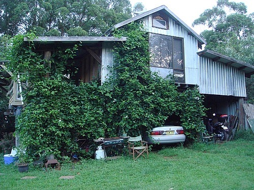 A shed in the rainforest