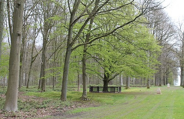 The Last Tree - Delville Wood