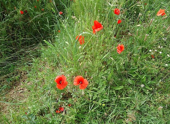 The poppies are out