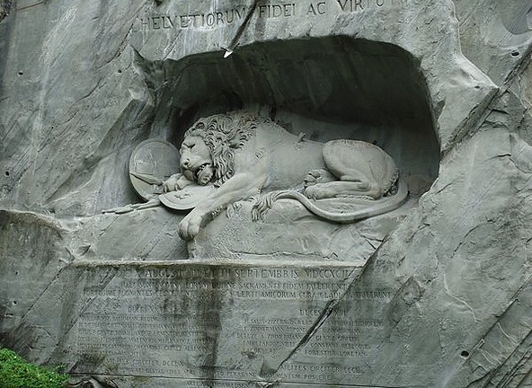 The lion closeup